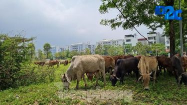 Hà Nội lên tiếng về ‘siêu’ đô thị Thanh Hà – Cienco 5 chưa được cấp phép xây dựng